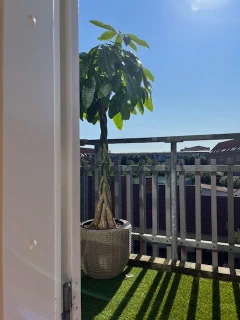 A money tree on the office balcony in Copenhagen, sunlit against the wooden railing with brick buildings beyond.