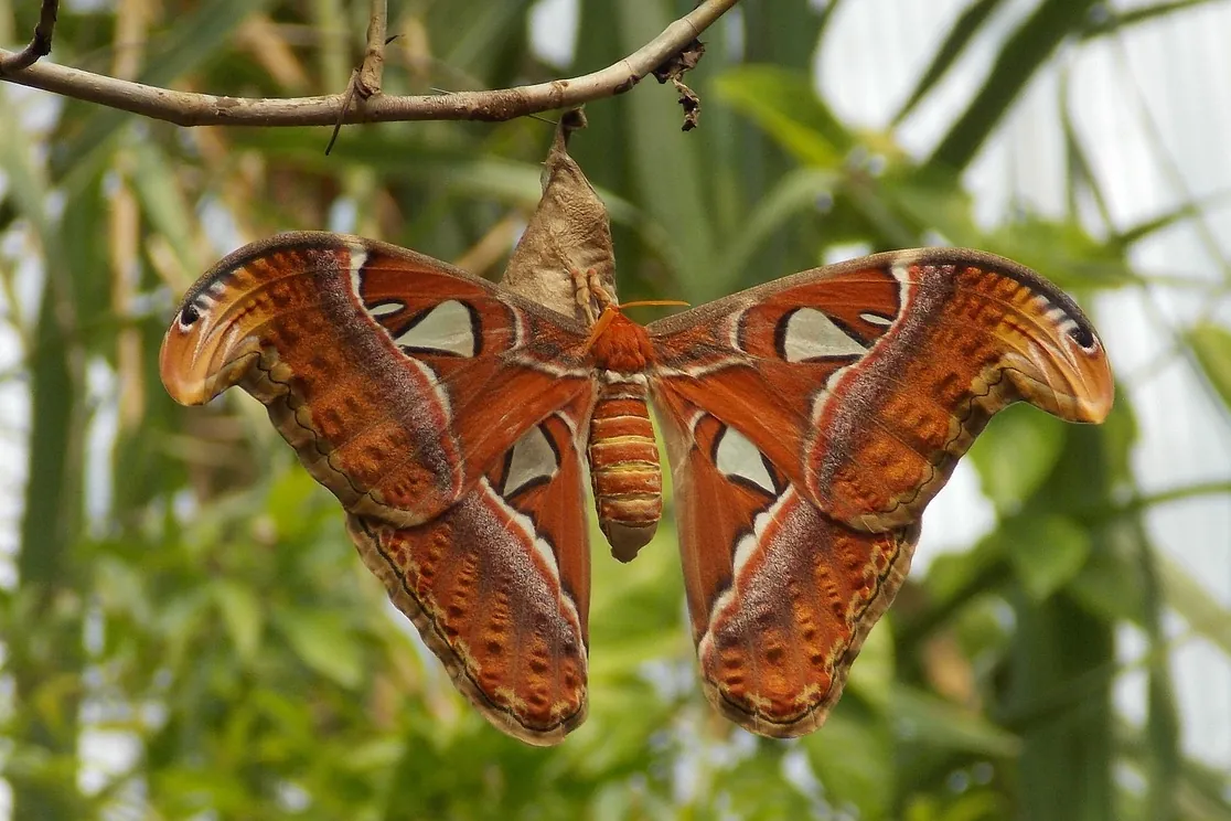 Atlas butterfly, butterfly, moth