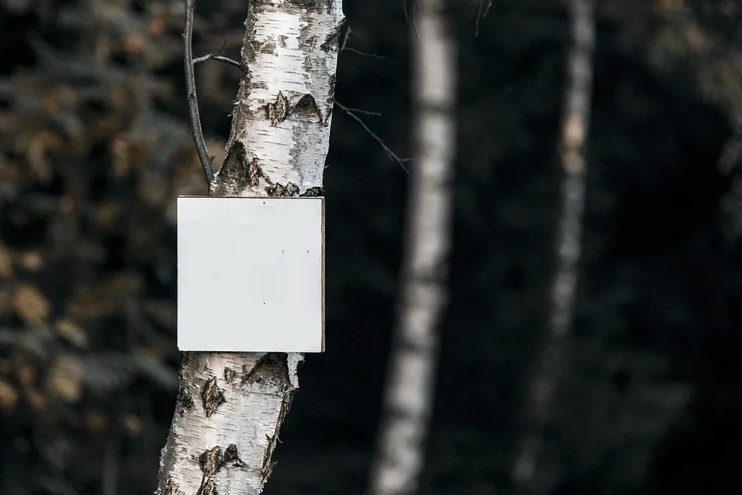 Forest, whiteboard, board