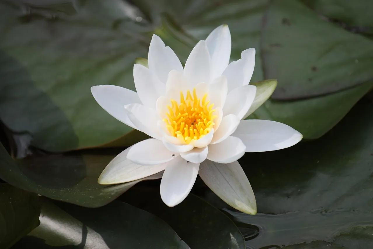 Lotus flower, zen, japan