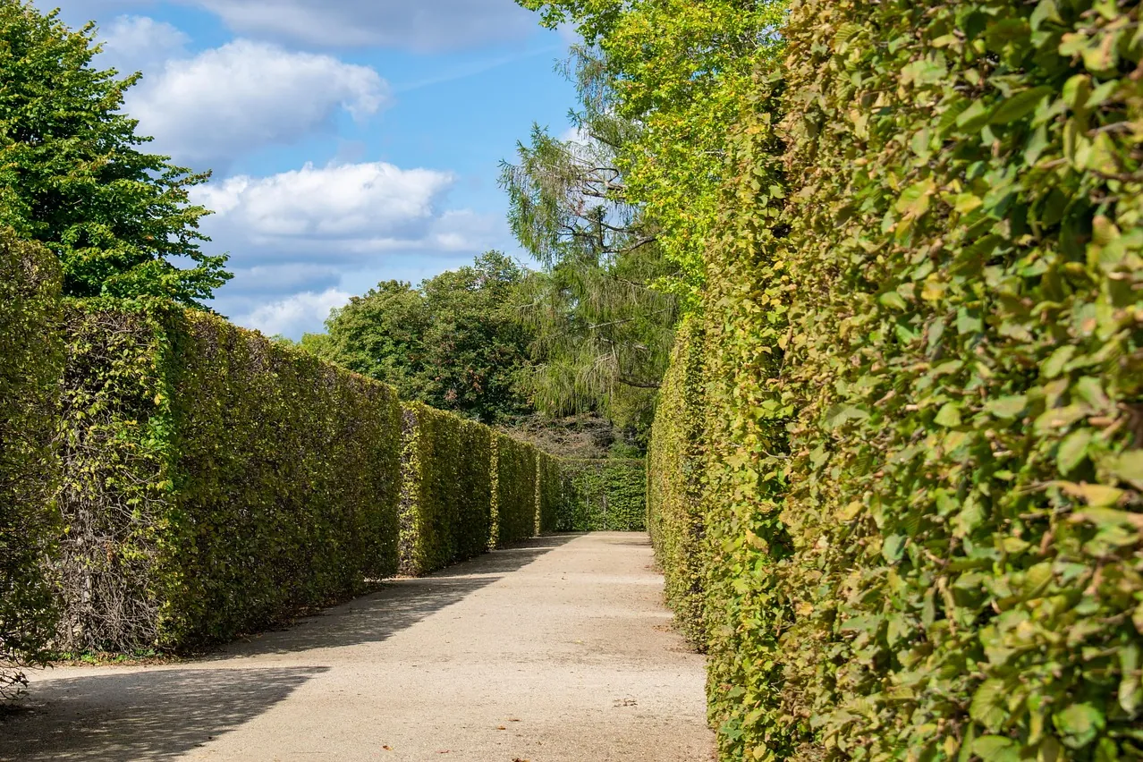 Hedge, labyrinth, maze