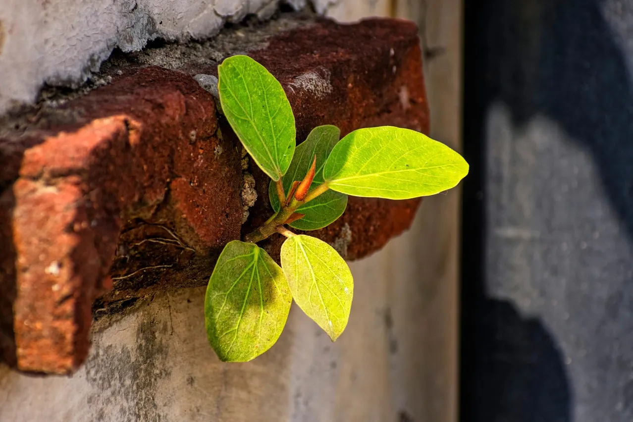 Leaves, growing, growing leaves
