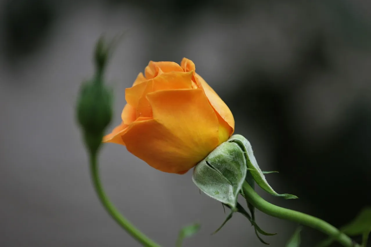 Rose, gold medal rose, orange rose