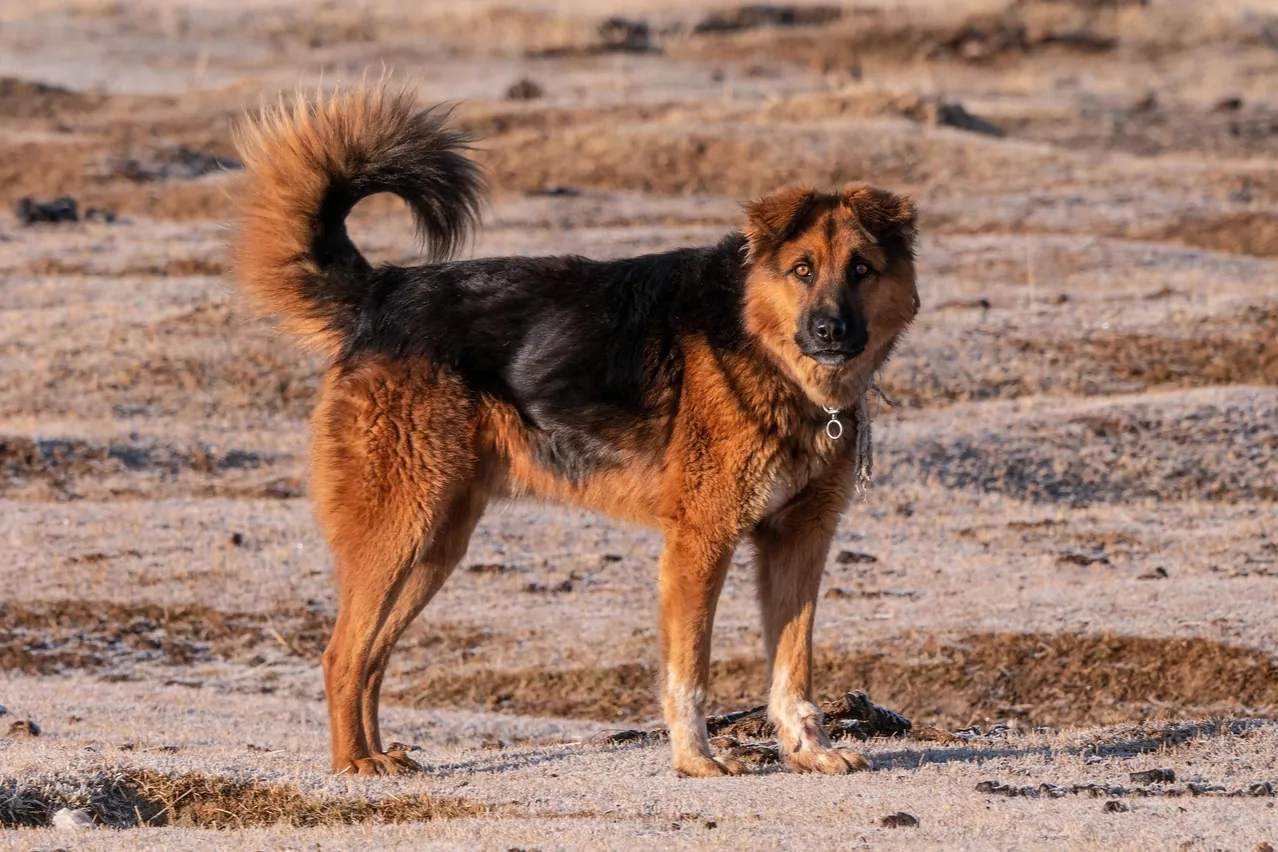 Guard dog, dog, animal