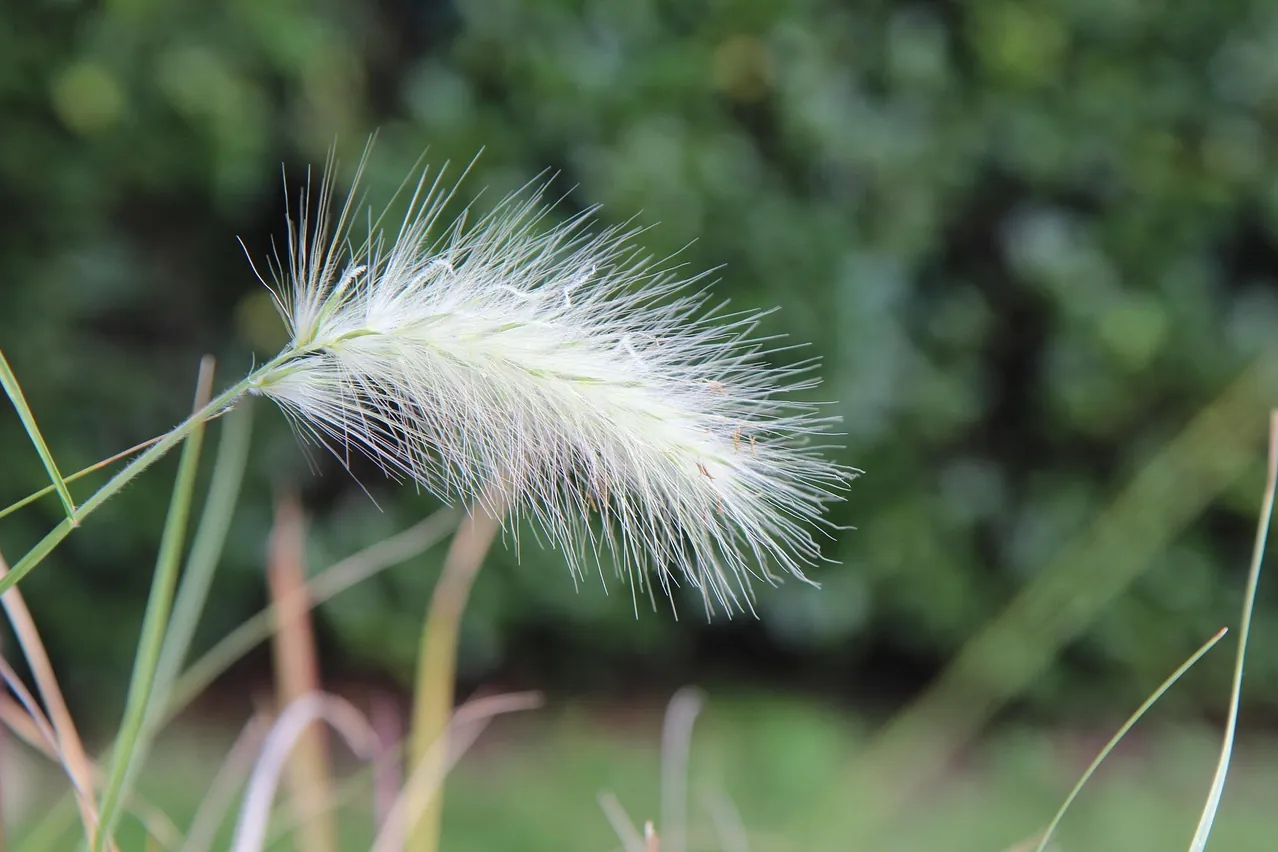 Grass, plant, pennisetum