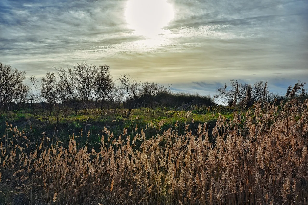 Reeds, sun, sky