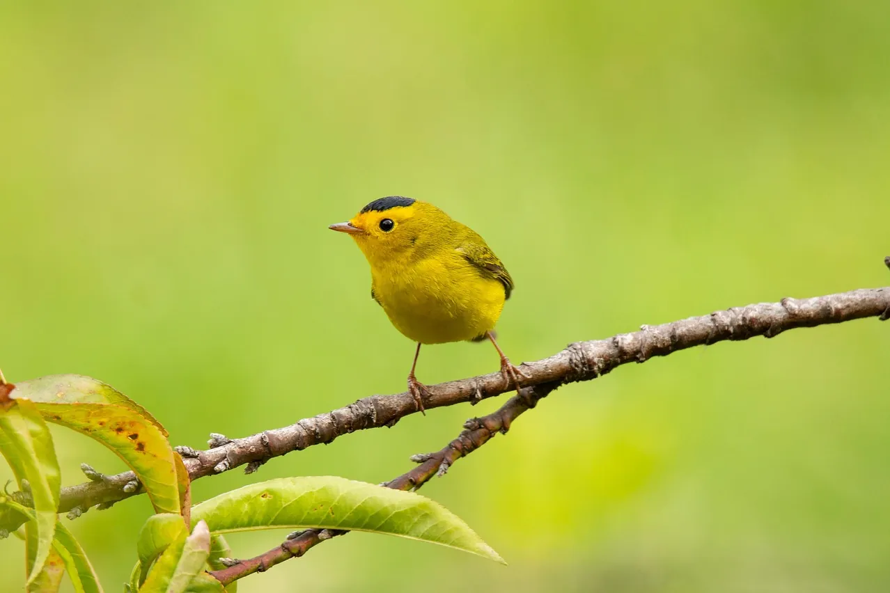 Bird, warbler, nature